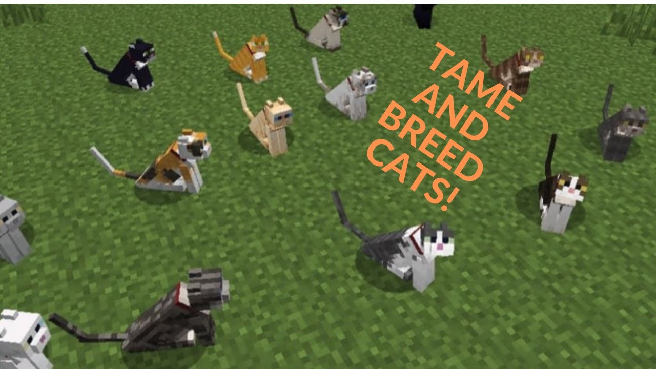 HOW TO TAME AND BREED A CAT IN MINECRAFT! (TUTORIAL 2
