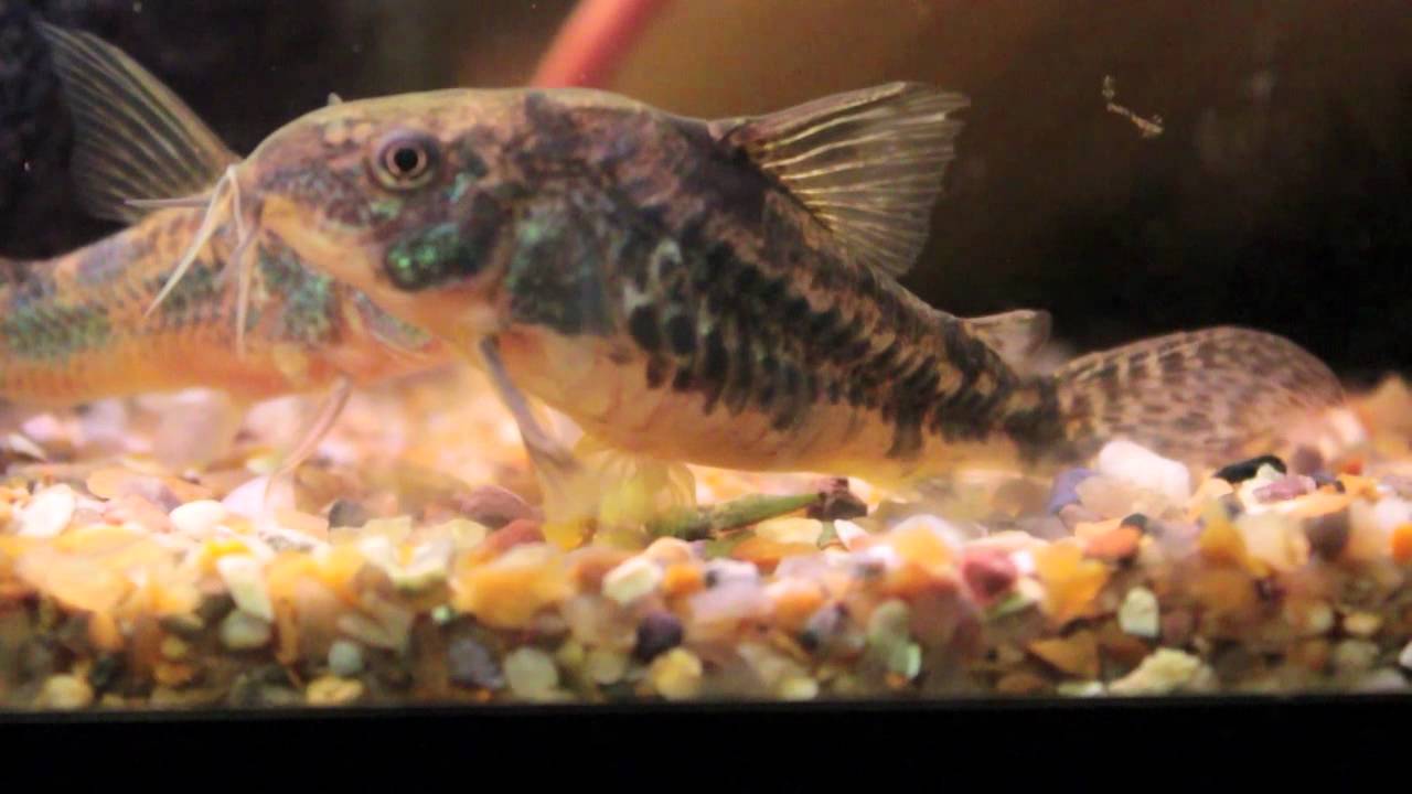 Corydoras Catfish breeding.mov YouTube