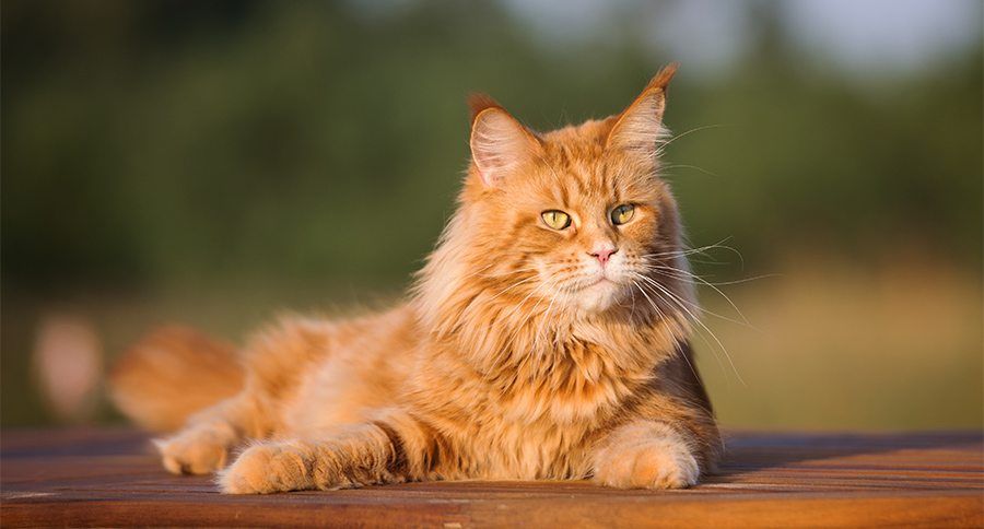 Top 5 Cute Cat Breeds For Families Animals