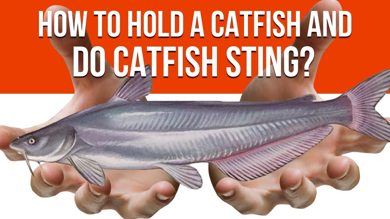 How To Hold A Catfish and Do Catfish "Sting" YouTube