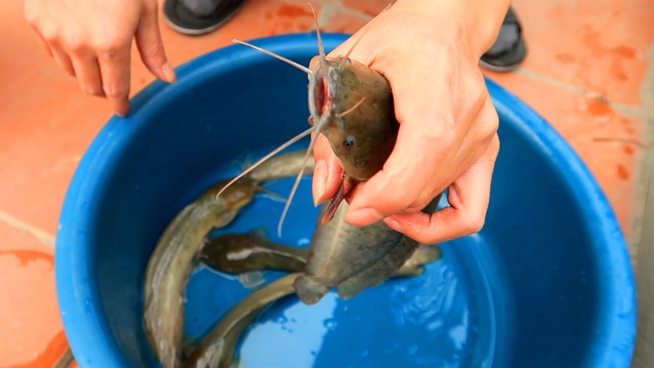 Wow Amazing, Keep Catfish as a Pet Simple Countryside
