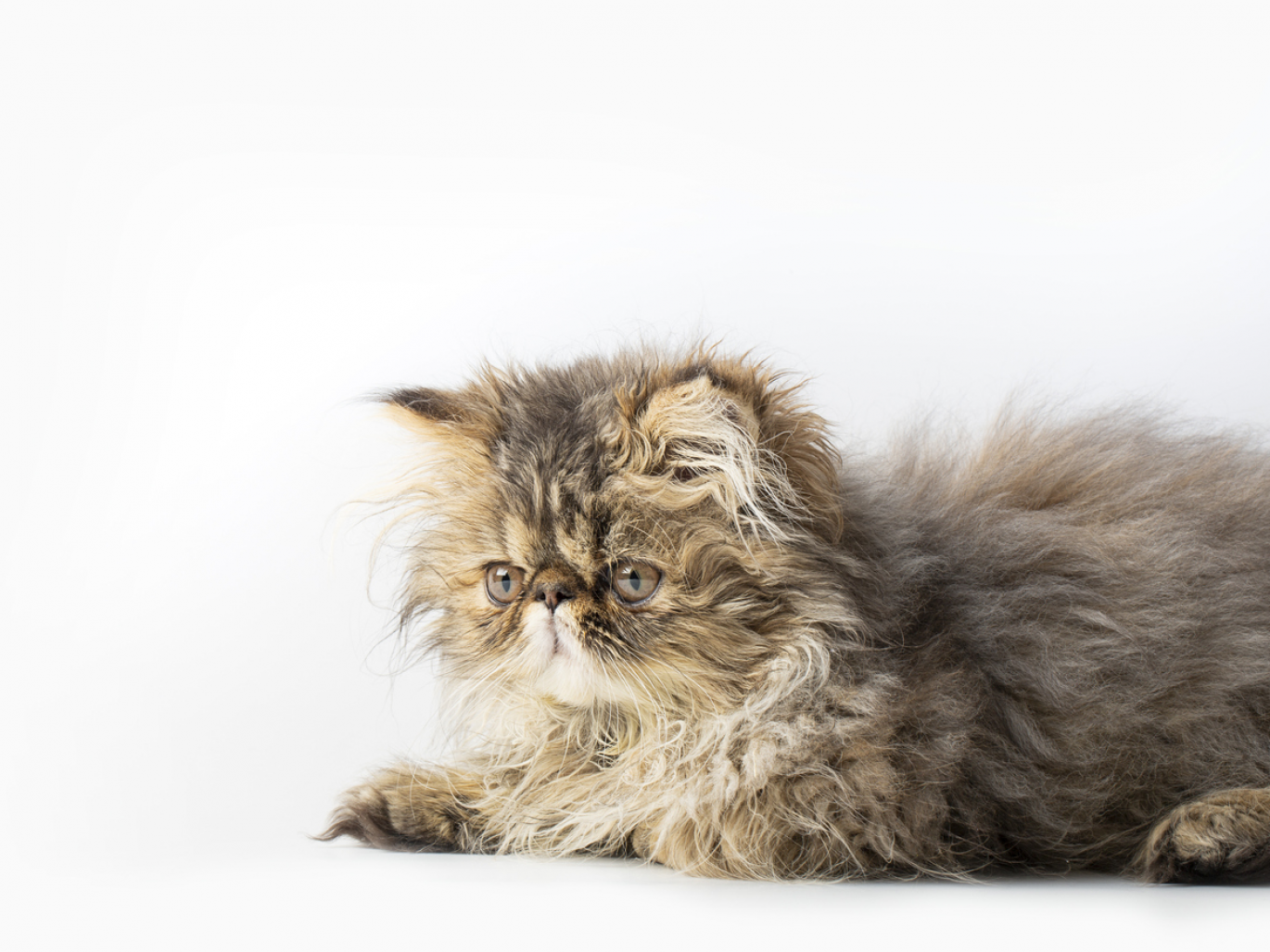 8 cat breeds and common health problems Reader's Digest