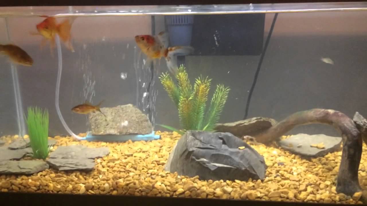 Goldfish and cory catfish YouTube