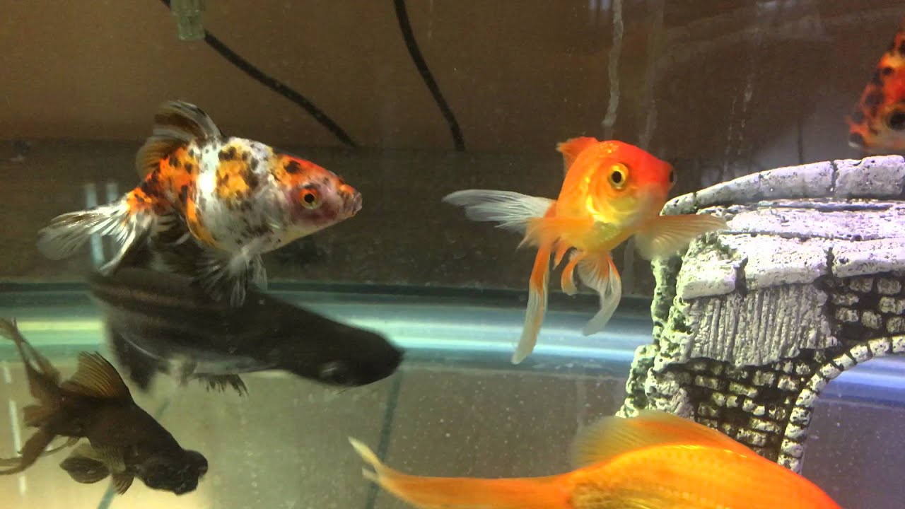 catfish in a goldfish/koi aquarium YouTube