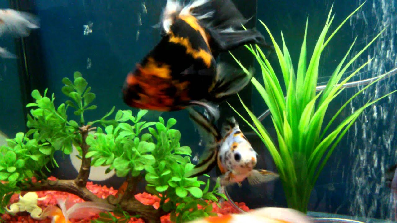 Red tail catfish with Goldfish YouTube