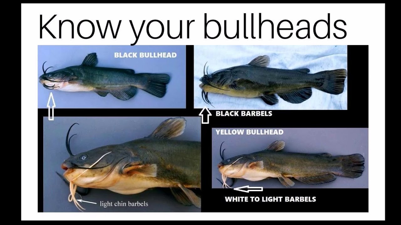 Bullhead Vs Catfish Pictures to Pin on Pinterest PinsDaddy