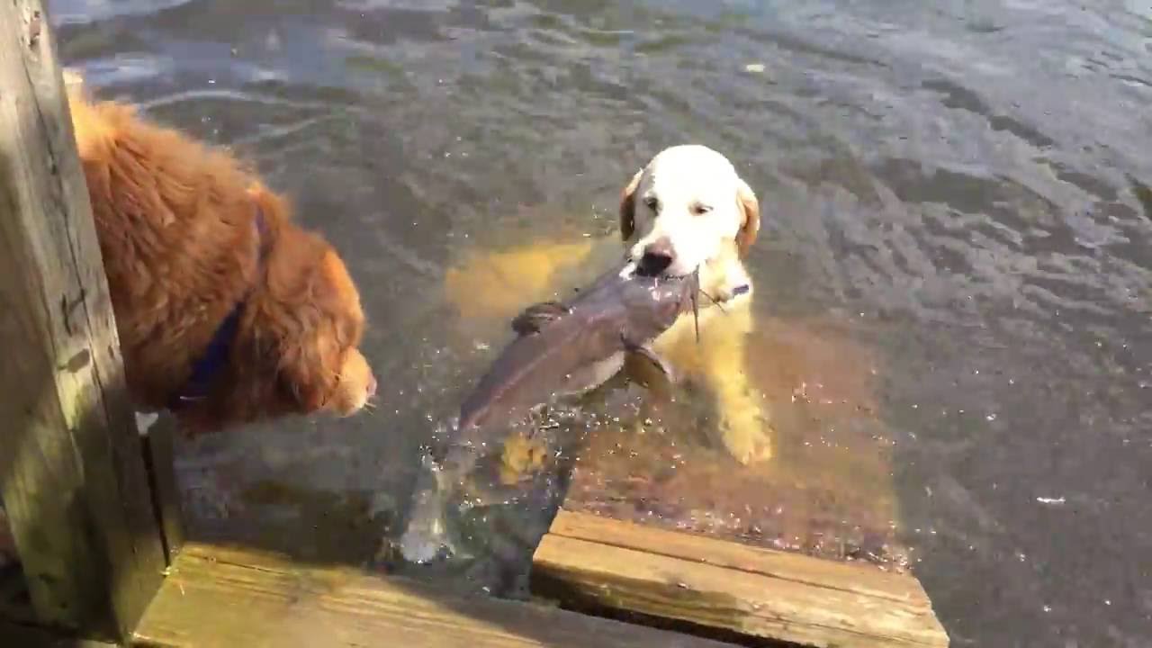 Dog Catches Catfish YouTube
