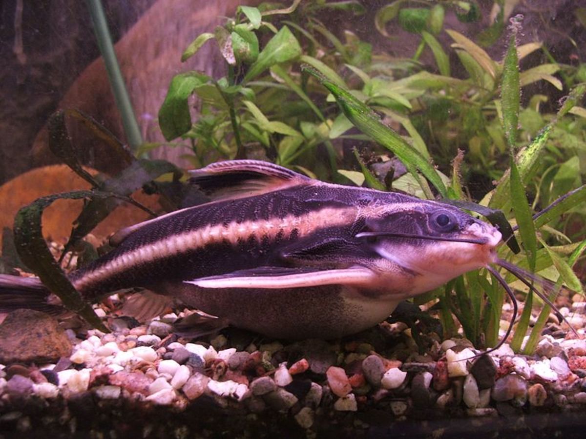 Do Armored (Raphael) Catfish Make Good Freshwater Aquarium