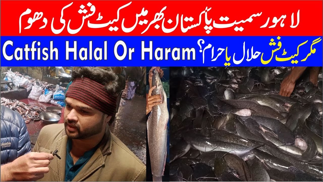 Catfish is Halal or Not / Catfish in Pakistan including