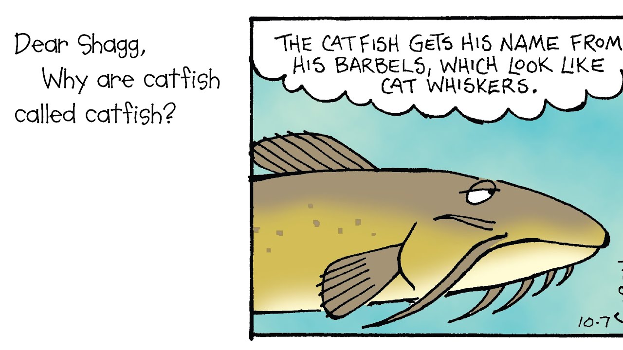 Why are catfish called catfish? YouTube