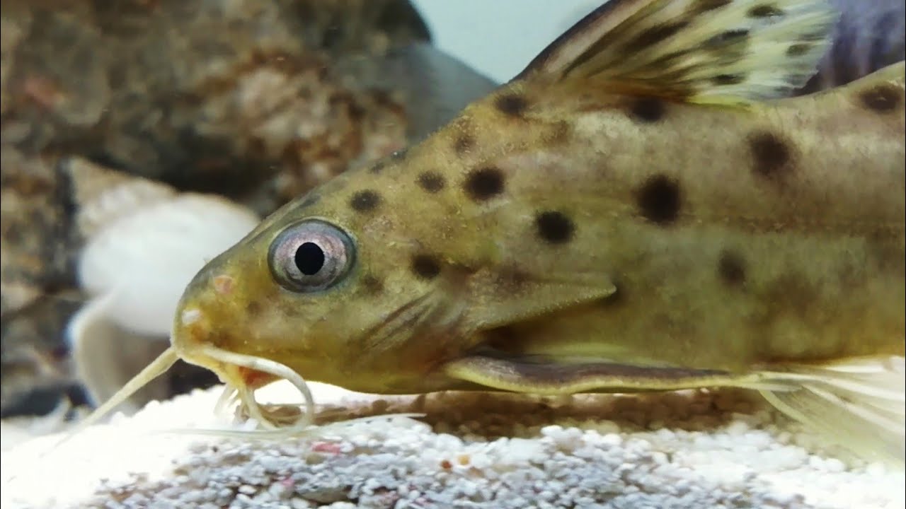 Spotted catfish with African Cichlids Synodontis