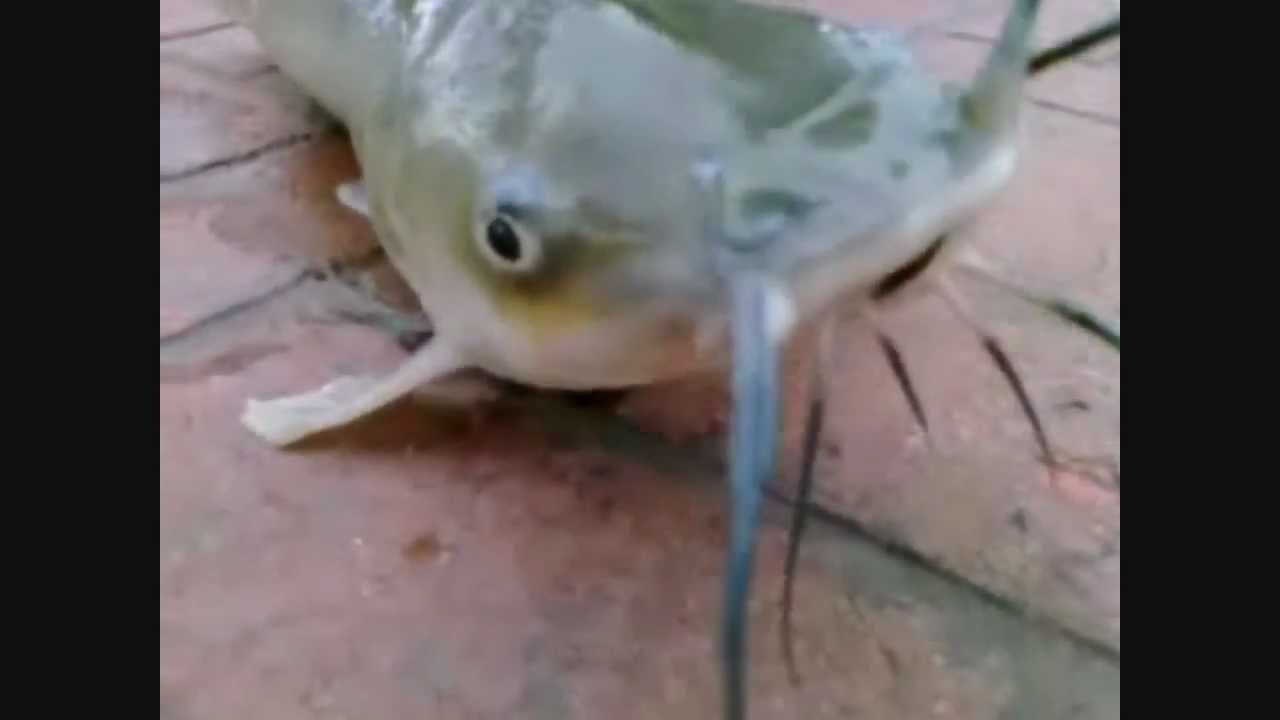 Catfish Slang'n Delaware River YouTube