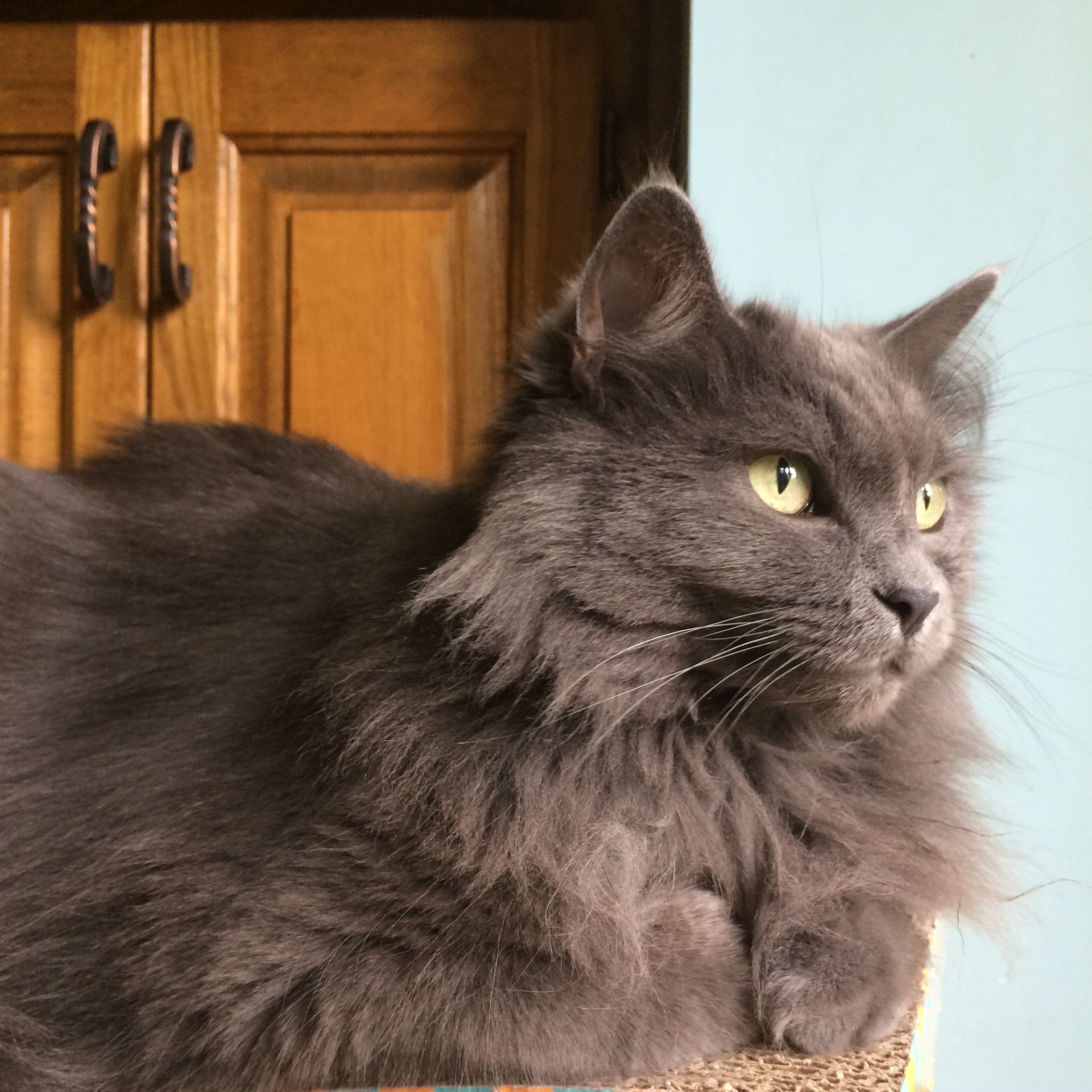 Nebelung cat, grey cat, softest fur in the world Angora