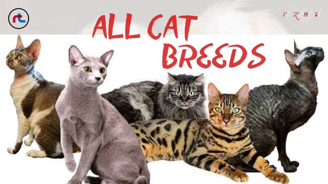 CAT BREEDS ( A Z ) All TYPES OF CATS IN THE WORLD in