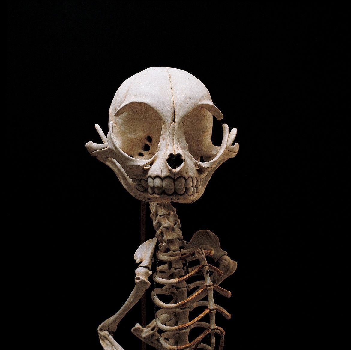 This Is What The Skeletons Of Famous Cartoon Characters