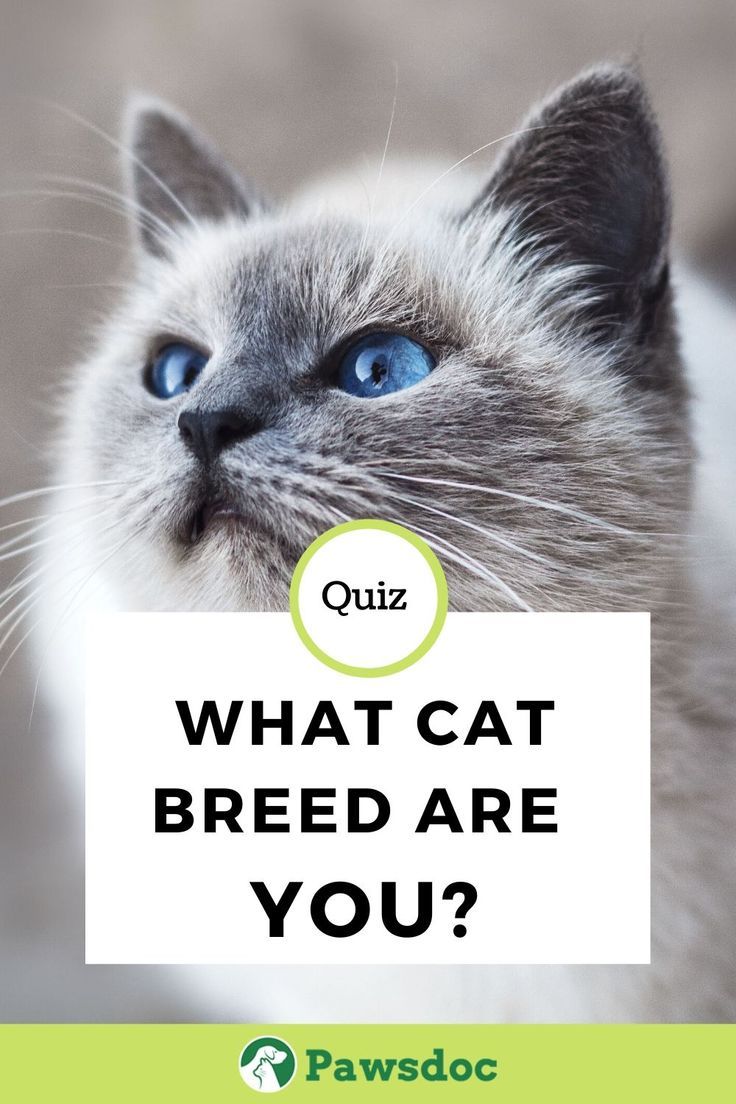 Cat Quiz I What Kind Of Cat Breed Are You? I Pawsdoc Cat