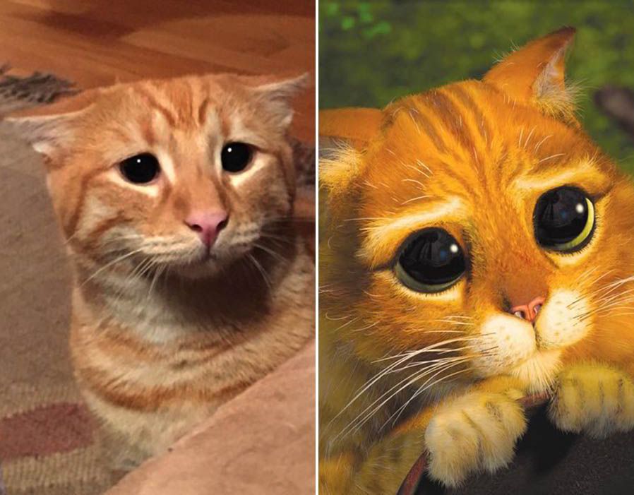 Animals that look like cartoons Pictures Pics