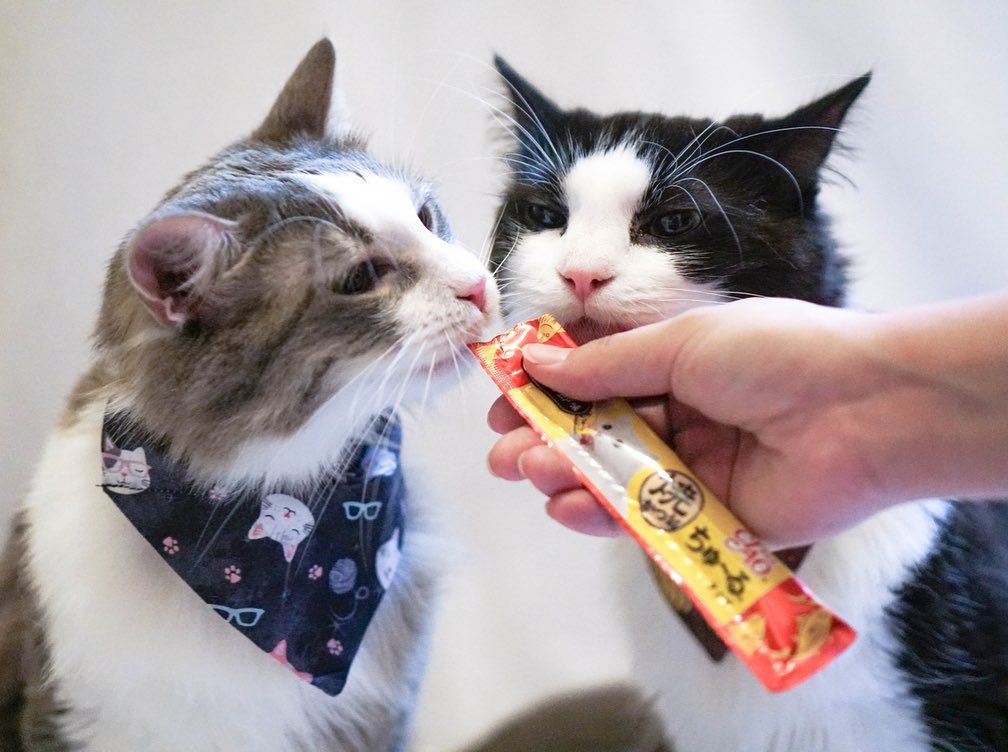 Whats the number one treat we use to reward the cats while