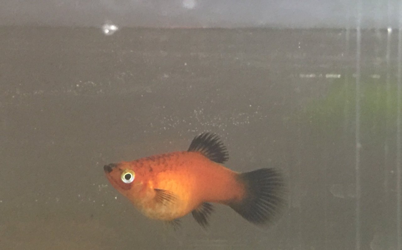 Is This Molly Fish Is Pregnant? Pls Look At The Pictures