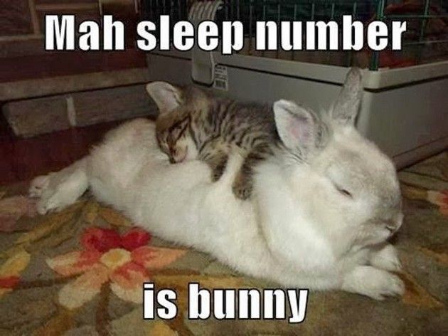 Whats your sleep number? Cute animals, Cute cats and