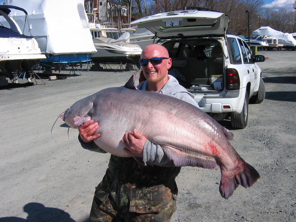 Chesapeake_2012_BlueCatfish 80 lb 12oz Blue Catfish
