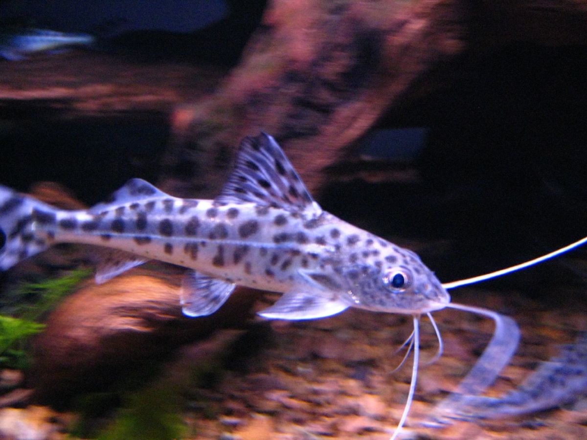 Types of Freshwater Catfish for Aquariums PetHelpful