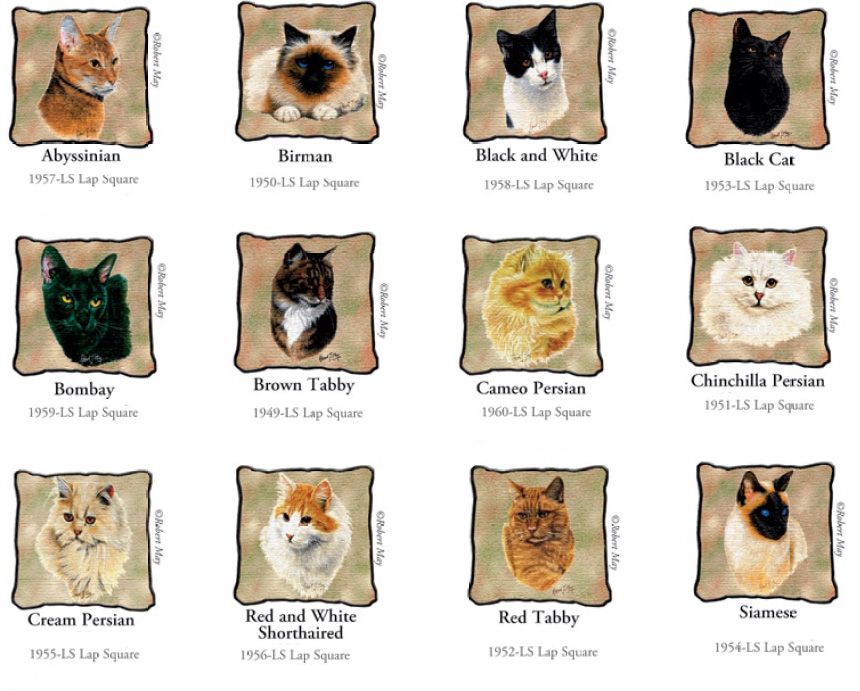 Cats Types Different Breeds Of Cats With Pictures And