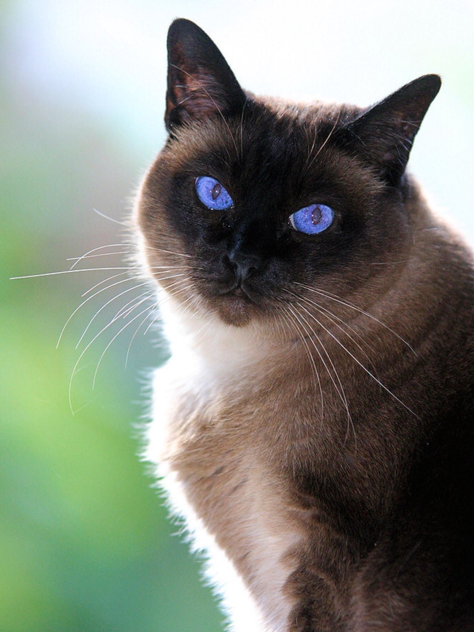 Siamese Cat Similar Breeds Pets Lovers