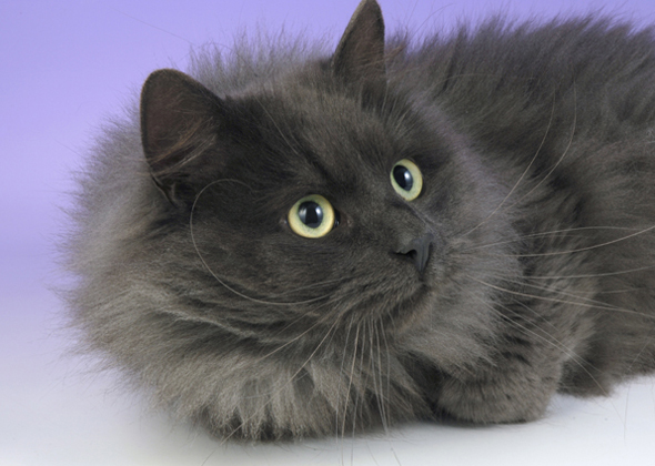 10 LongHaired Cat Breeds We Love