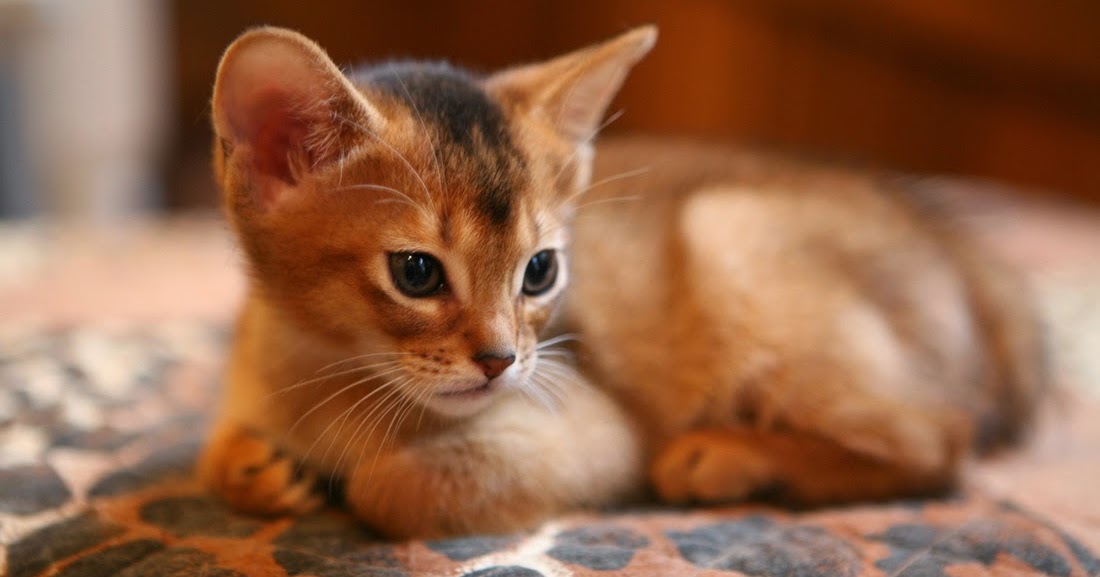 Pet's World Top 5 Cute Cat Breeds For Families