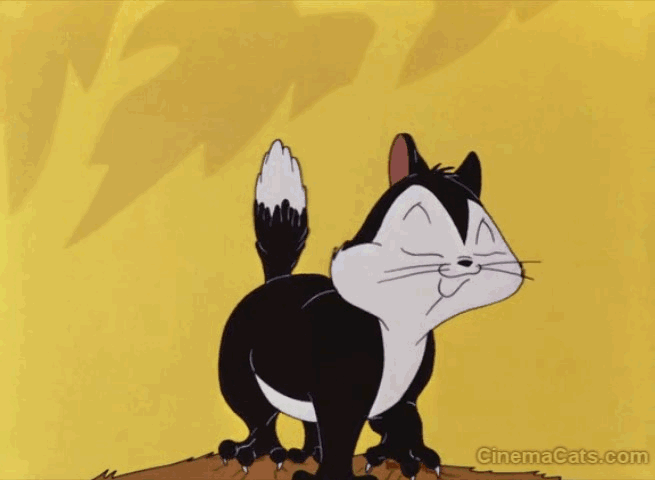 Funny Cat Gif to Make You Happy
