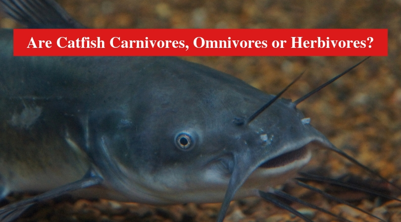 Are Catfish Carnivores, Omnivores or Herbivores? (Answered