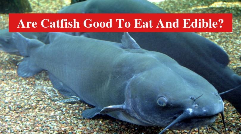 Are Catfish Good To Eat And Edible? (Answered