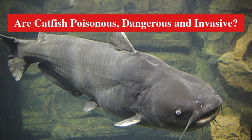 Are Catfish Poisonous, Dangerous and Invasive? (Answered