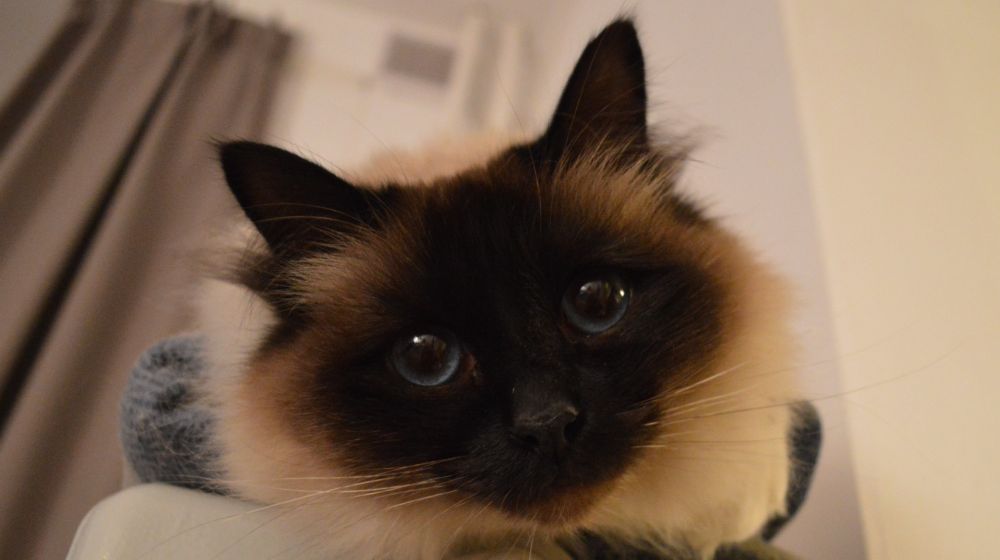 20 Fun Facts You Didn't Know About Birman Cats