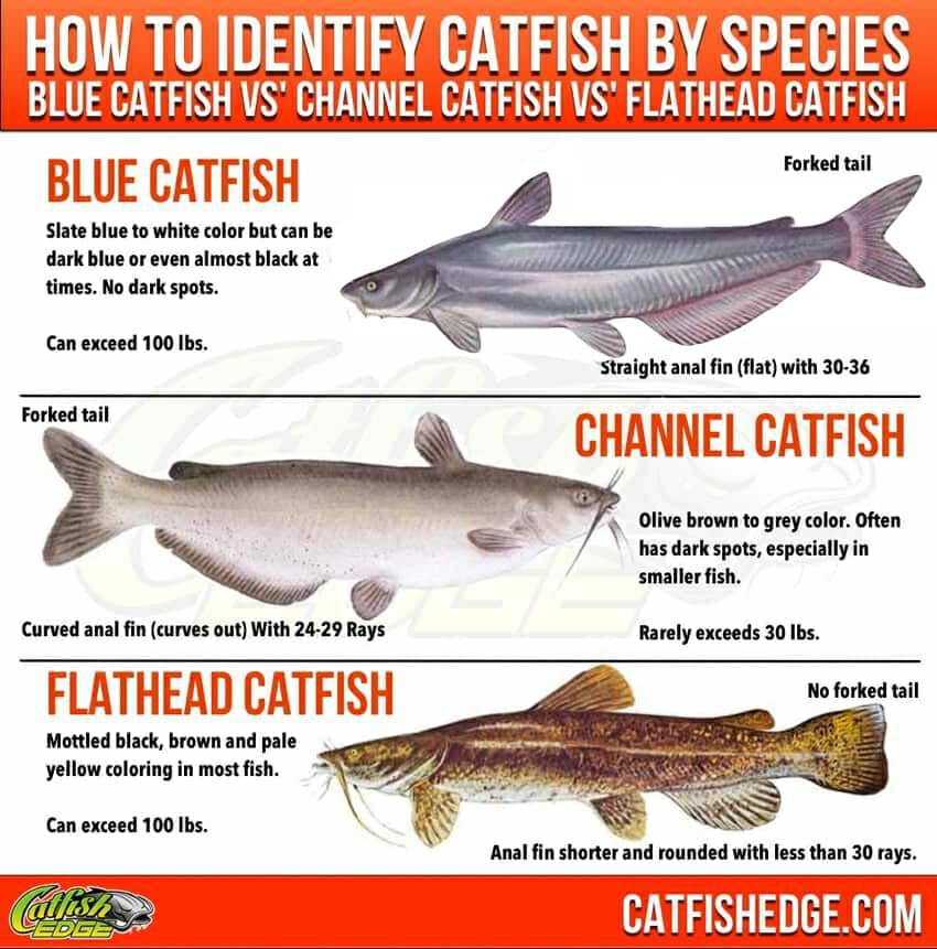 Catfish Species Essentials The "Big Three" Types Of Catfish