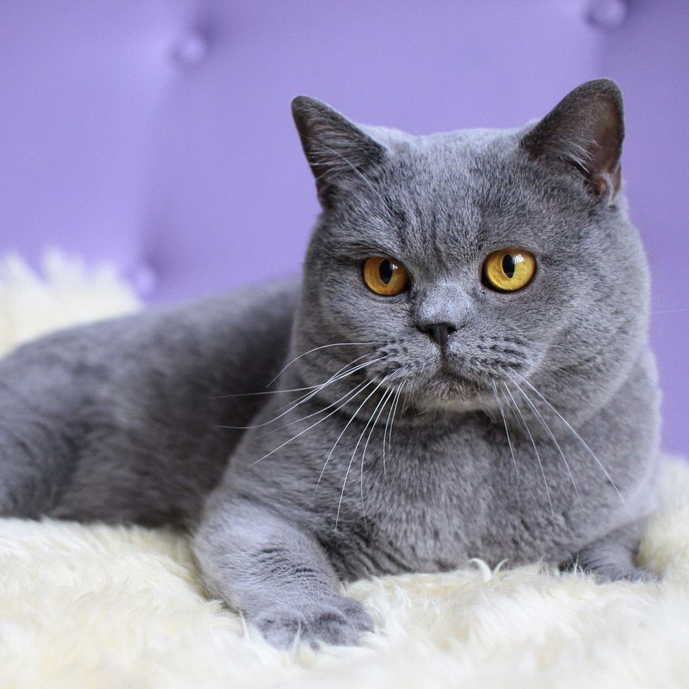 6 Most Beautiful Grey Cat Breeds That You Will Like Disk