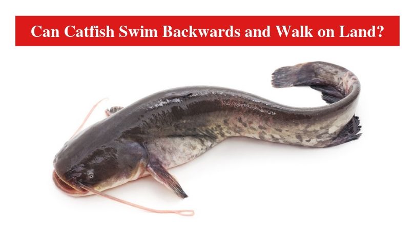 Can Catfish Swim Backwards and Walk on Land? HookedOnCatfish