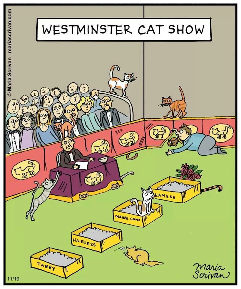 Mystery Fanfare Cartoon of the Day Westminster Cat Show