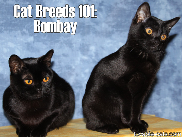 Lovable Cats Cat Breeds 101 Bombay! Lovable Cats