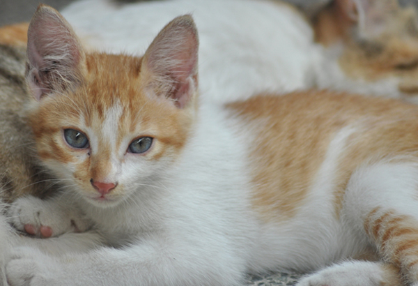Cat Breeds In Philippines Best Cat Wallpaper