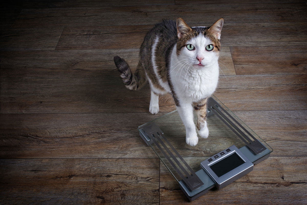 How Much Should Your Cat Weigh? The Daily Cat