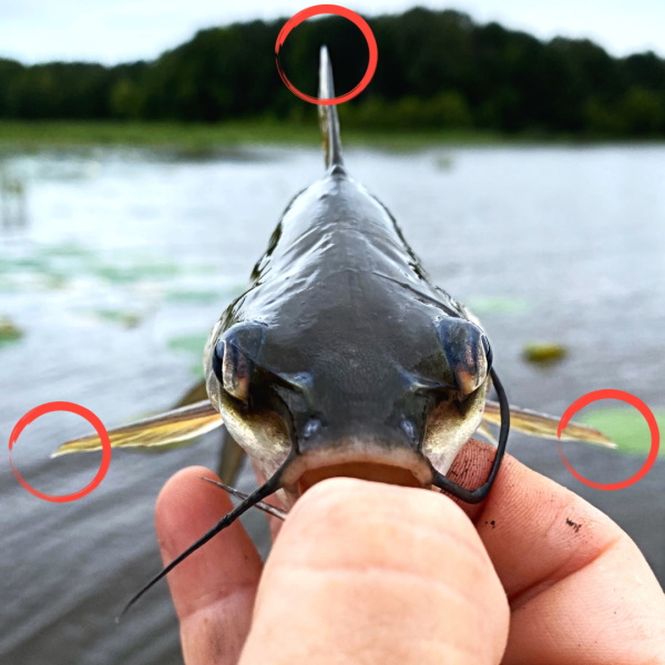 Do Catfish Sting Catfish Spines Can Inflict Painful Wounds!