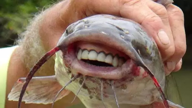 Can you eat this Kind of Fish? Catfish With Human Teeth