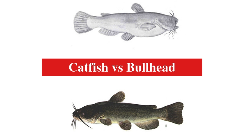 Catfish vs Bullhead The Differences Between Catfish and