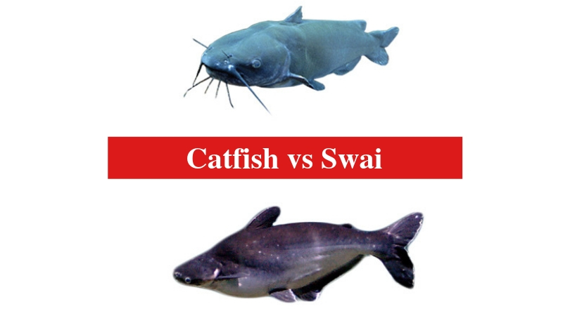 Catfish vs Swai The Differences Between Catfish and Swai