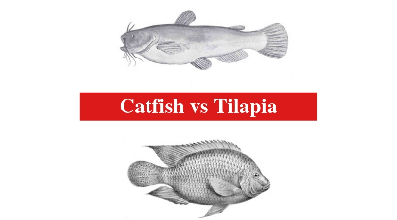 Catfish vs Tilapia The Differences Between Catfish and