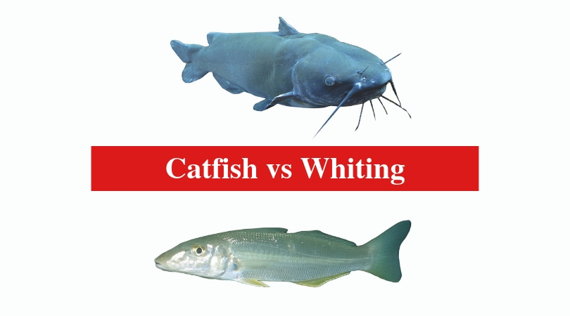 Catfish vs Whiting The Differences Between Catfish and