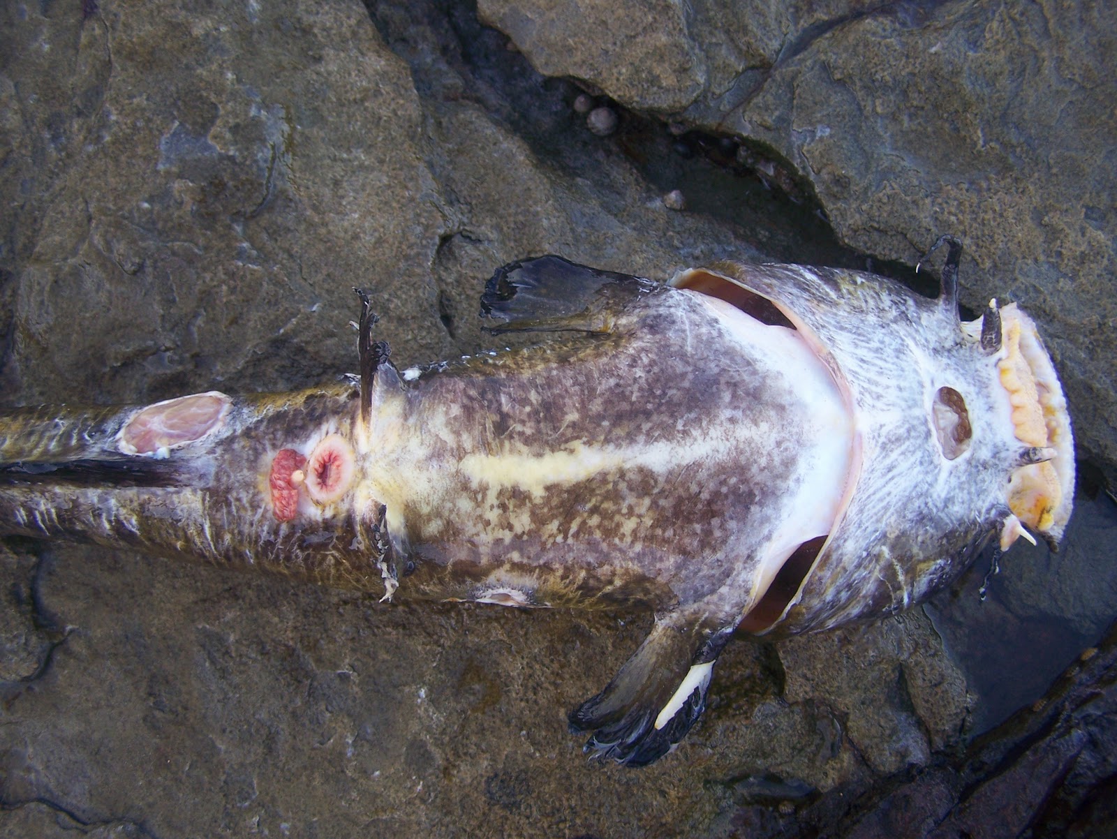 Little Australia The Venomous Saltwater Catfish