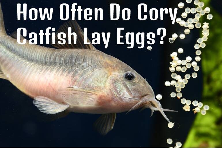 How Often Do Cory Catfish Lay Eggs? Fish Keeping Guide